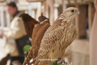 FALCONRY. DEMONSTRATION IN THE FESTIVAL arrival - BAIONA