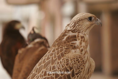 FALCONRY. DEMONSTRATION IN THE FESTIVAL arrival - BAIONA