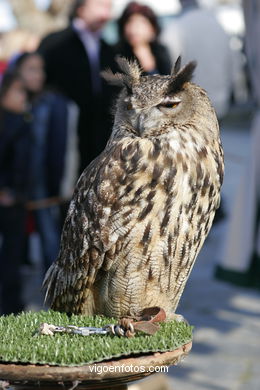 FALCONRY. DEMONSTRATION IN THE FESTIVAL arrival - BAIONA