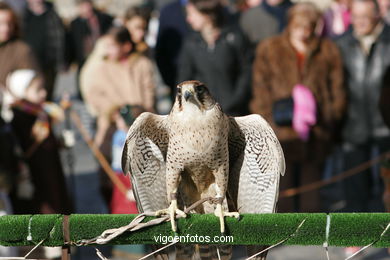 FALCONRY. DEMONSTRATION IN THE FESTIVAL arrival - BAIONA