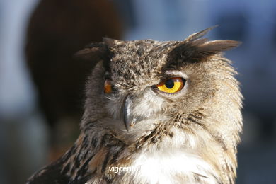 FALCONRY. DEMONSTRATION IN THE FESTIVAL arrival - BAIONA