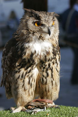 FALCONRY. DEMONSTRATION IN THE FESTIVAL arrival - BAIONA