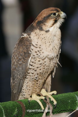 FALCONRY. DEMONSTRATION IN THE FESTIVAL arrival - BAIONA