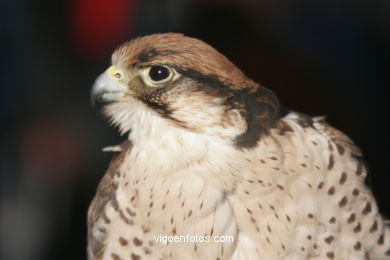 FALCONRY. DEMONSTRATION IN THE FESTIVAL arrival - BAIONA