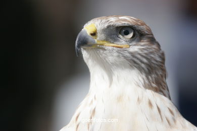 Arribada - Demonstration of falconry