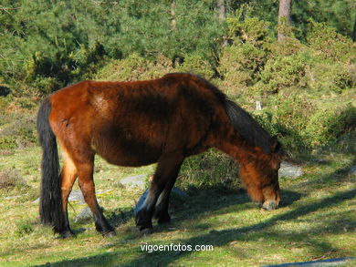 Lagoa da Forest Park - BAIONA