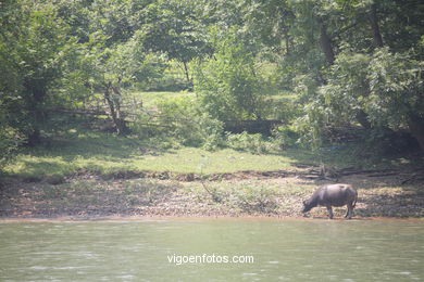 Paisagens do rio Li . 