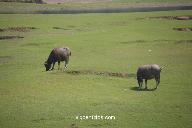 Paisagens do rio Li . 