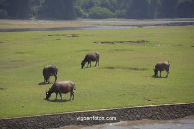 Paisagens do rio Li . 