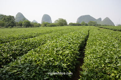 Plantacion de te tradicional . 