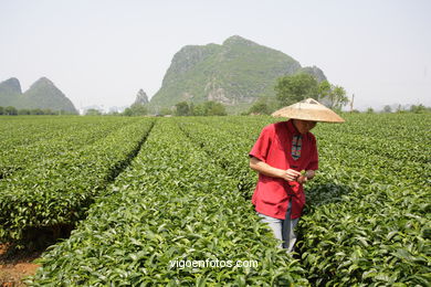 Traditional tea plantation. 