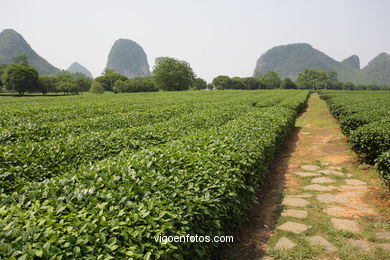 Plantacion de te tradicional. 