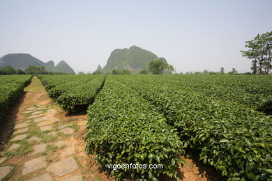 Traditional tea plantation. 