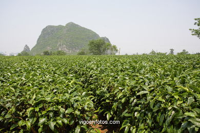 Traditional tea plantation. 