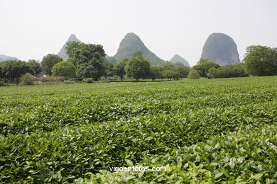 Traditional tea plantation. 