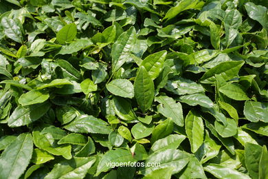 Traditional tea plantation. 