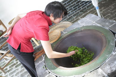 Traditional tea plantation. 