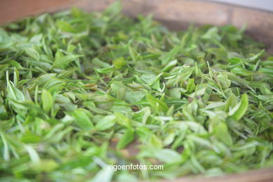 Traditional tea plantation.