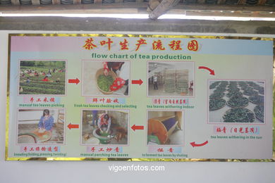 Traditional tea plantation.