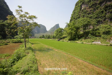 Campos de Arroz . 