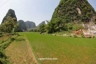 Campos de Arroz. 