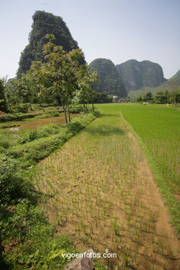 Campos de Arroz. 