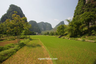 Campos de Arroz . 