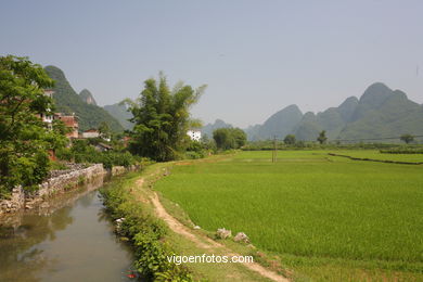 Rice Fields. 