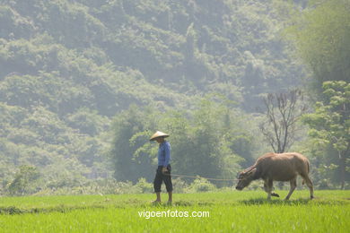 Campos de Arroz. 