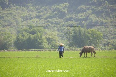 Campos de Arroz . 