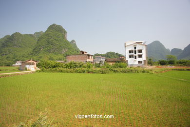 Rice Fields. 