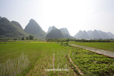 Rice Fields. 