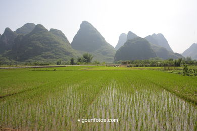 Campos de Arroz . 