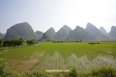 Rice Fields. 