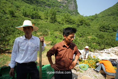 Landscapes of cultivation. Peasants. 