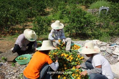 Paisagens de cultivo. Camponeses . 