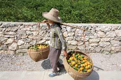 Paisagens de cultivo. Camponeses .