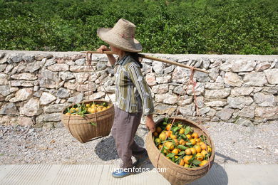 Paisajes de cultivo. Campesinos. 