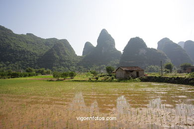 Rice Fields. 