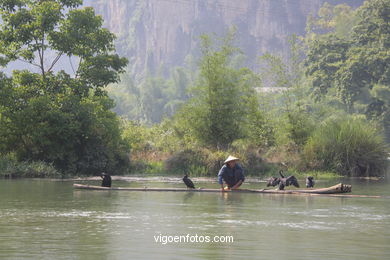 Pesca con cormoranes. 