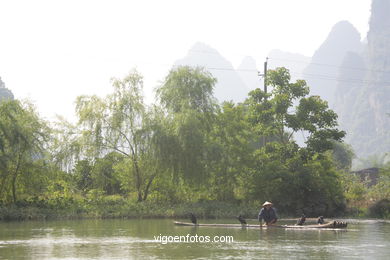 Fishing with cormorants. 