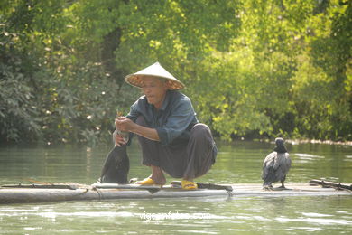 Fishing with cormorants. 