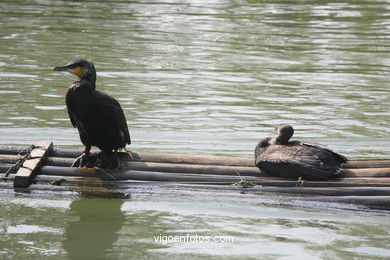 Fishing with cormorants. 