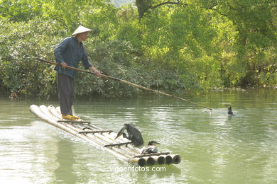 Fishing with cormorants. 