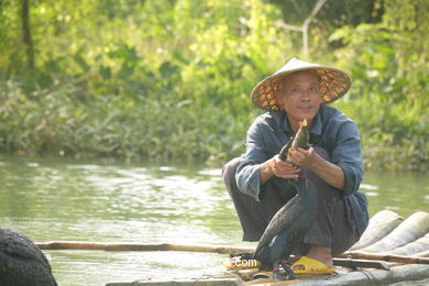 Fishing with cormorants. 