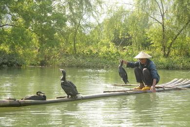 Fishing with cormorants. 