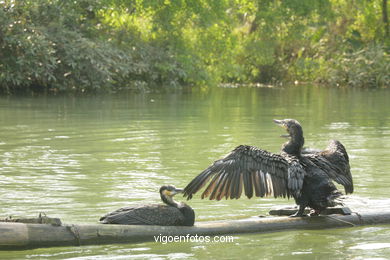 Fishing with cormorants. 