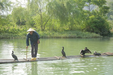 Fishing with cormorants. 