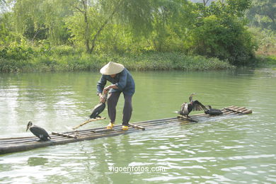 Pesca con cormoranes. 