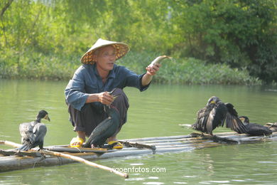 Pesca com cormoranes . 